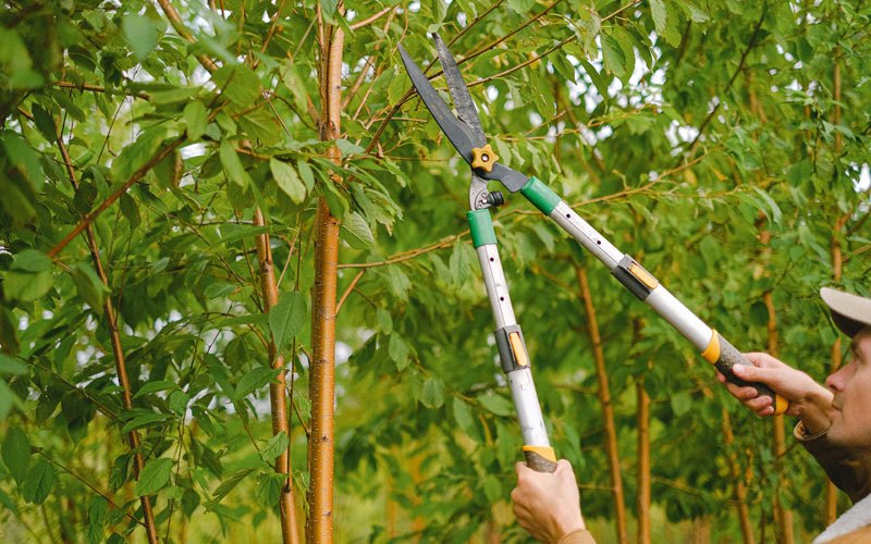 Tree trimming in Fairdale, ND