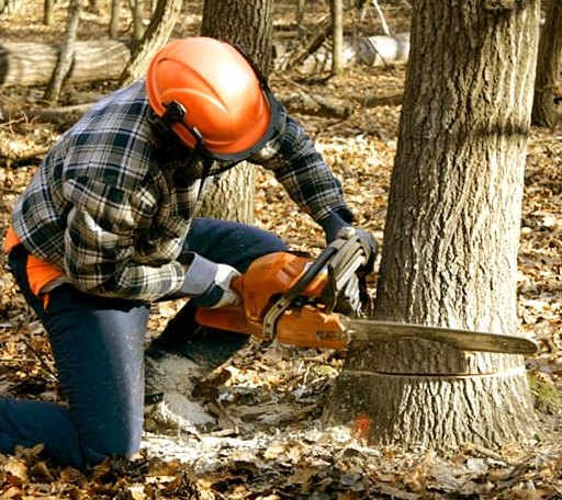 Tree Removal in Fairdale, ND